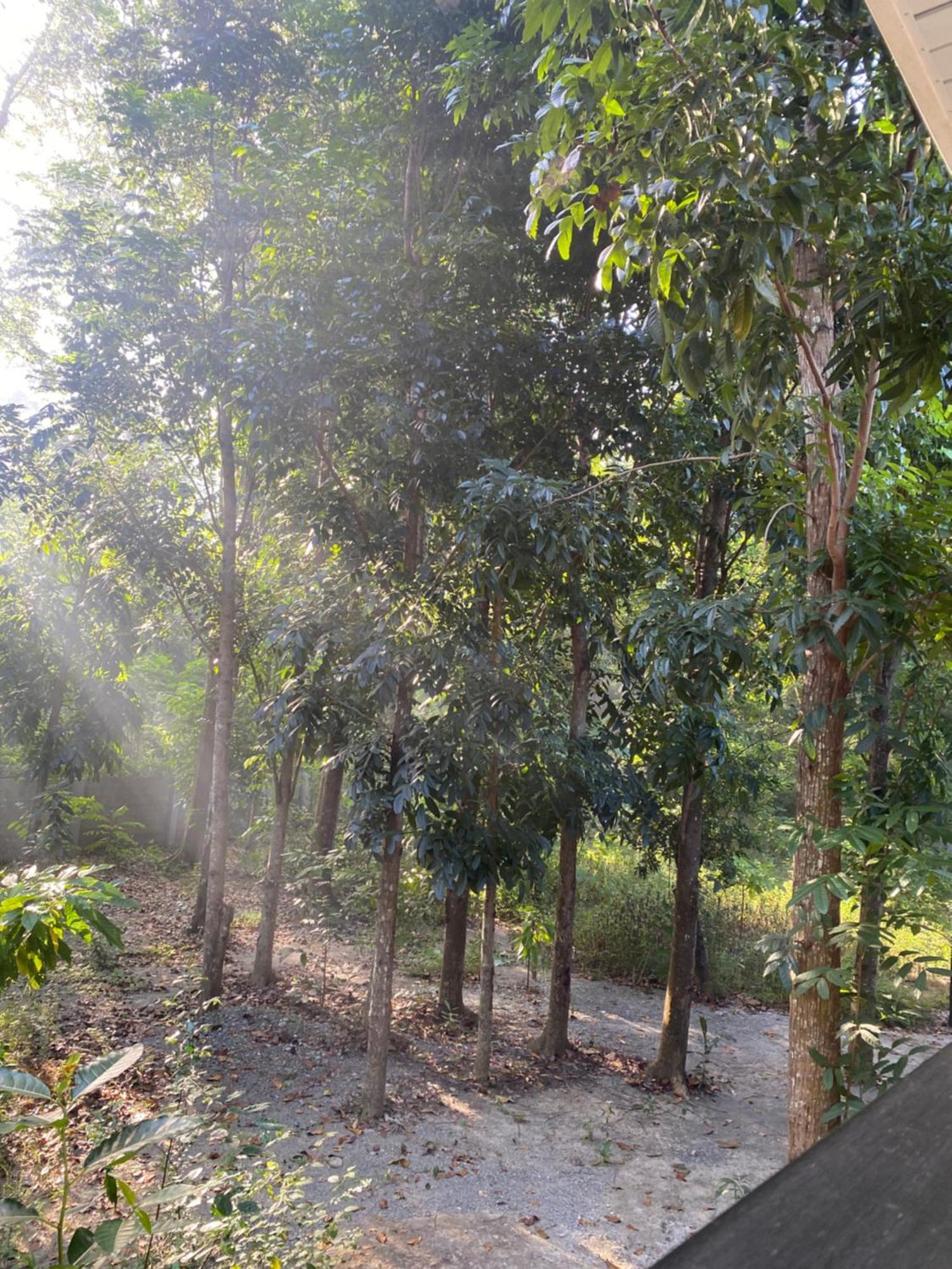 Balai Benedicere Bed & Breakfast Bacnotan Esterno foto